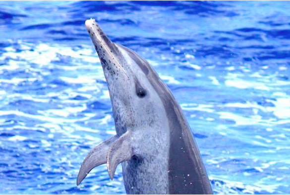 Bon plan, codes promo, réduction Guadeloupe, Martinique, Guyane, la Réunion : - 5 EUR pour l'excursion journée dauphins ! | photo-5-eursur-la-sortie-excursion-dauphin