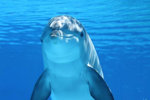 Bon plan, codes promo, réduction Guadeloupe, Martinique, Guyane, la Réunion : -10% sur la journée visite des dauphins en cata ! | photo-10-sur-la-journee-visite-des-dauphins-en-cata
