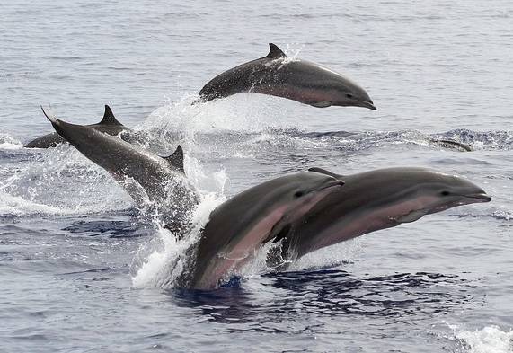 Bon plan, codes promo, réduction Guadeloupe, Martinique, Guyane, la Réunion : Profitez d'une matinée Dauphins à -5€ ! | photo-profitez-d-une-matinee-dauphins-a-5